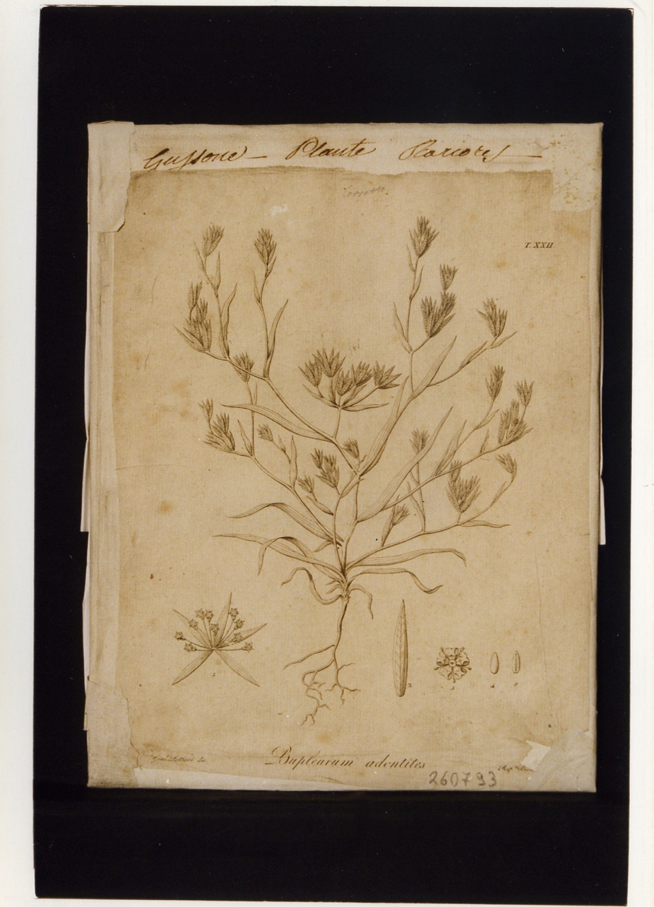 pianta rara:Bupleurum adontites (stampa controfondata) di Biondi Raffaele, Lettieri Giuseppe (prima metà sec. XIX)