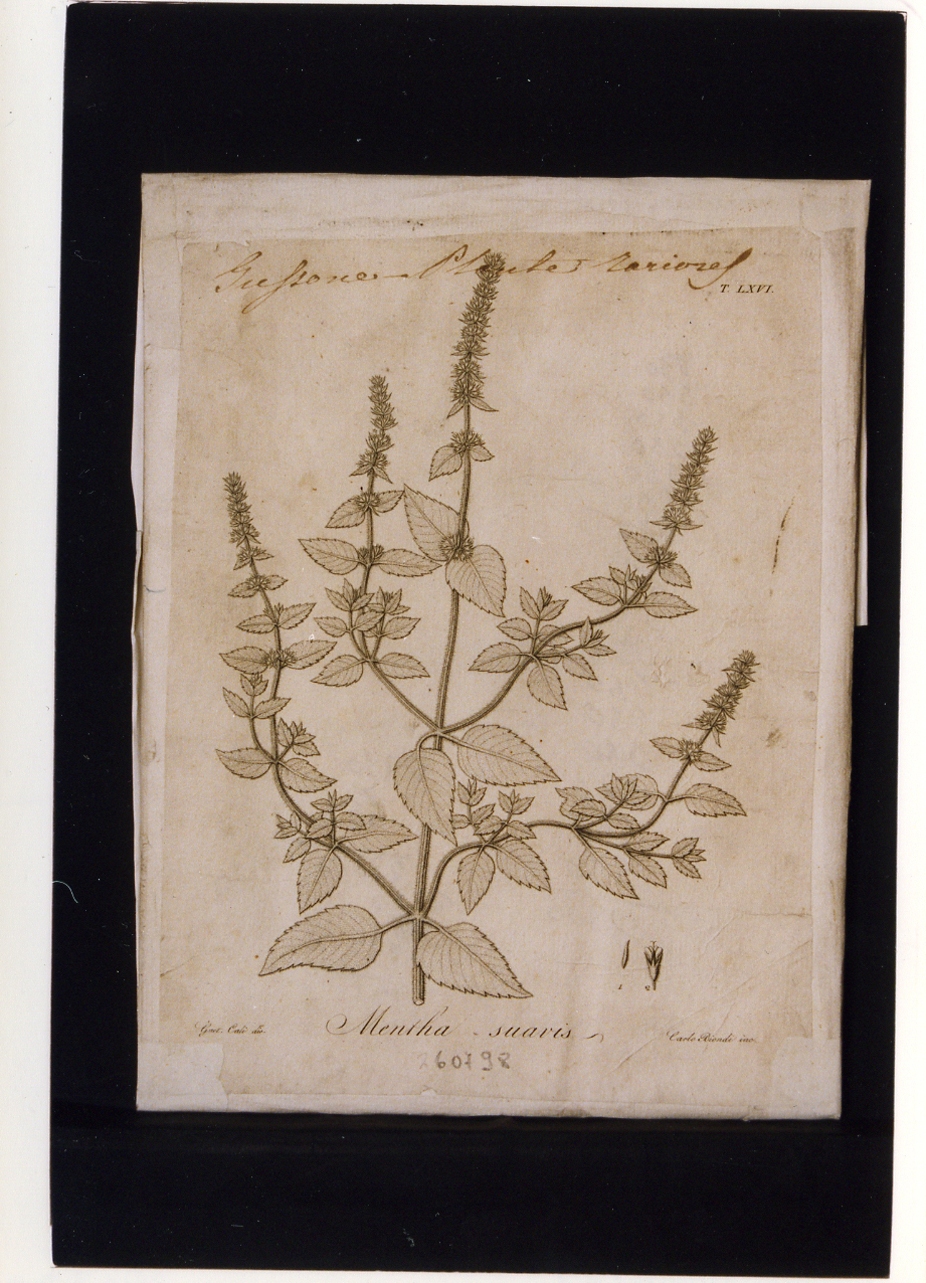 pianta rara: Mentha suavis (stampa controfondata smarginata) di Calì Gaetano, Biondi Carlo (prima metà sec. XIX)