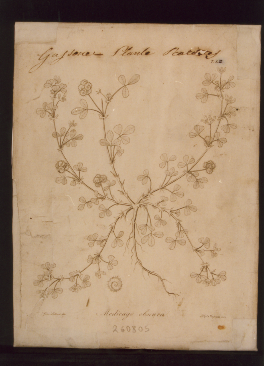 pianta rara: Medicago obscura (stampa controfondata) di Lettieri Giuseppe, Imperato Filippo (prima metà sec. XIX)
