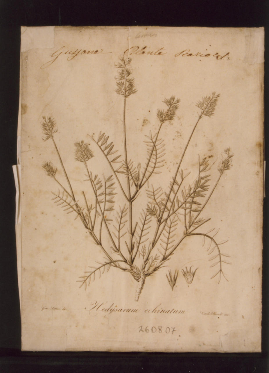 pianta rara: Hedysarum echinatum (stampa controfondata) di Biondi Carlo, Lettieri Giuseppe (prima metà sec. XIX)