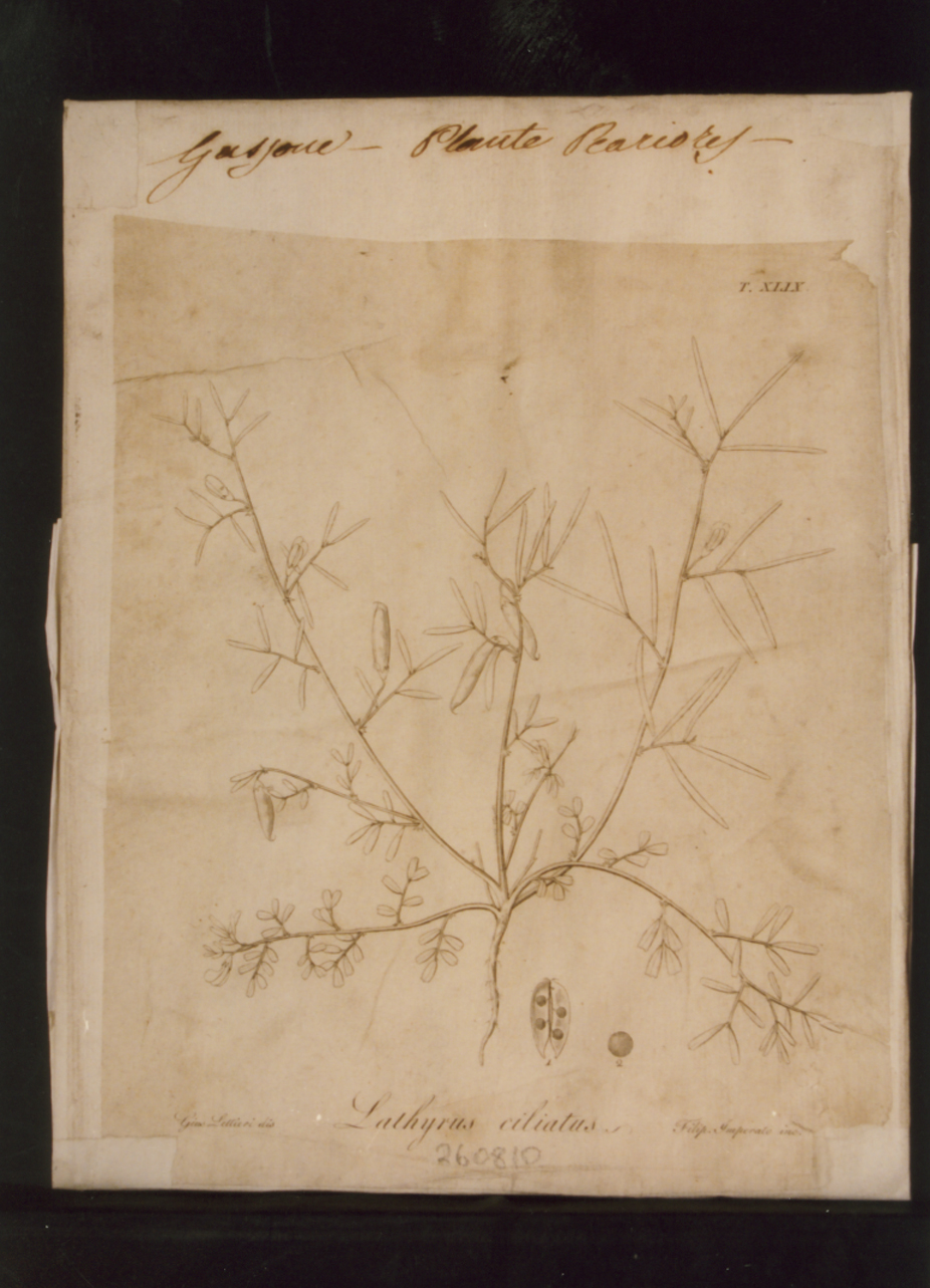 pianta rara: Sathyrus ciliatus (stampa controfondata smarginata) di Imperato Filippo, Lettieri Giuseppe (prima metà sec. XIX)