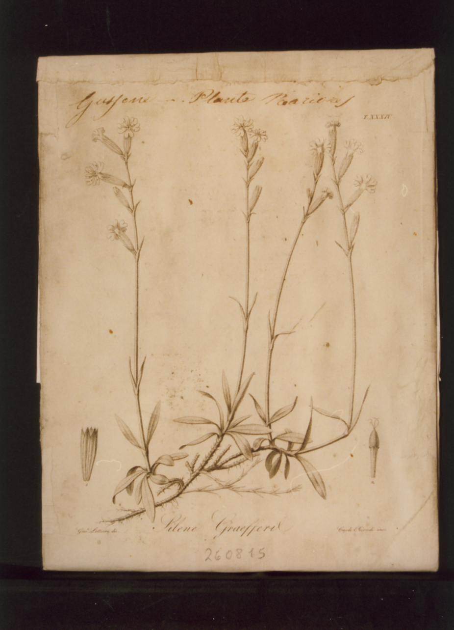 pianta rara: Silene graefferil (stampa controfondata) di Lettieri Giuseppe, Biondi Carlo (prima metà sec. XIX)