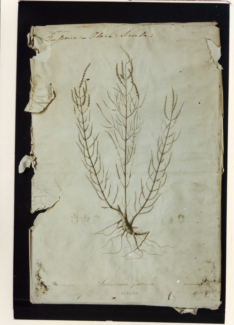 pianta: Salicornia fruticosa (stampa) di Paderni Francesco, Biondi Carlo (sec. XIX)