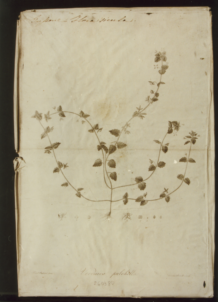 pianta: Veronica pulchella (stampa) di Biondi Carlo, Paderni Francesco (sec. XIX)