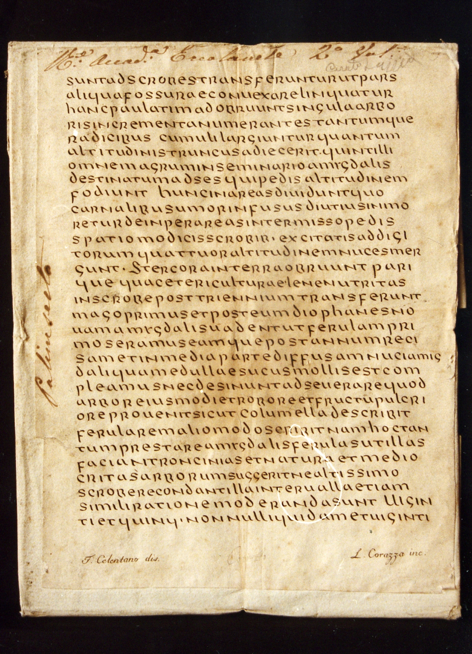 testo latino: codice (stampa controfondata smarginata) di Celentano Francesco, Corazza Luigi (sec. XIX)
