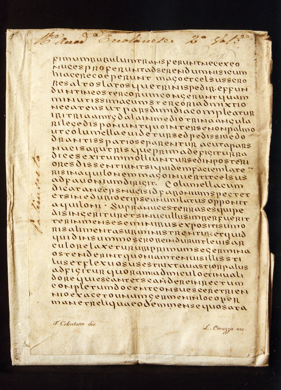 testo latino: codice (stampa controfondata smarginata) di Celentano Francesco, Corazza Luigi (sec. XIX)