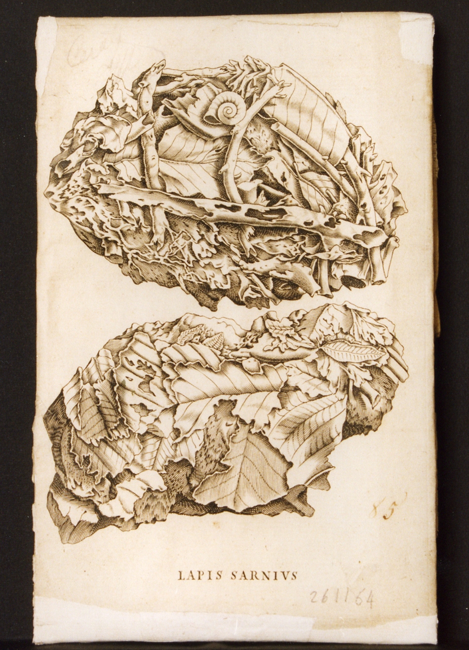 conglomerato fossile di arbusti e conchiglia: lapis sarnius (stampa controfondata smarginata) di Lamberti Aniello, Casanova Giovanni Battista (sec. XVIII)