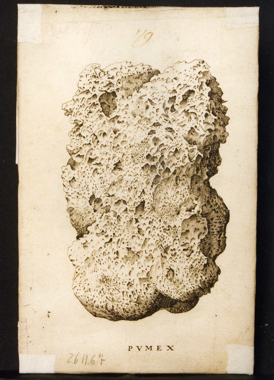 spugna fossile: pumex (stampa controfondata smarginata) di Casanova Giovanni Battista, Lamberti Aniello (sec. XVIII)