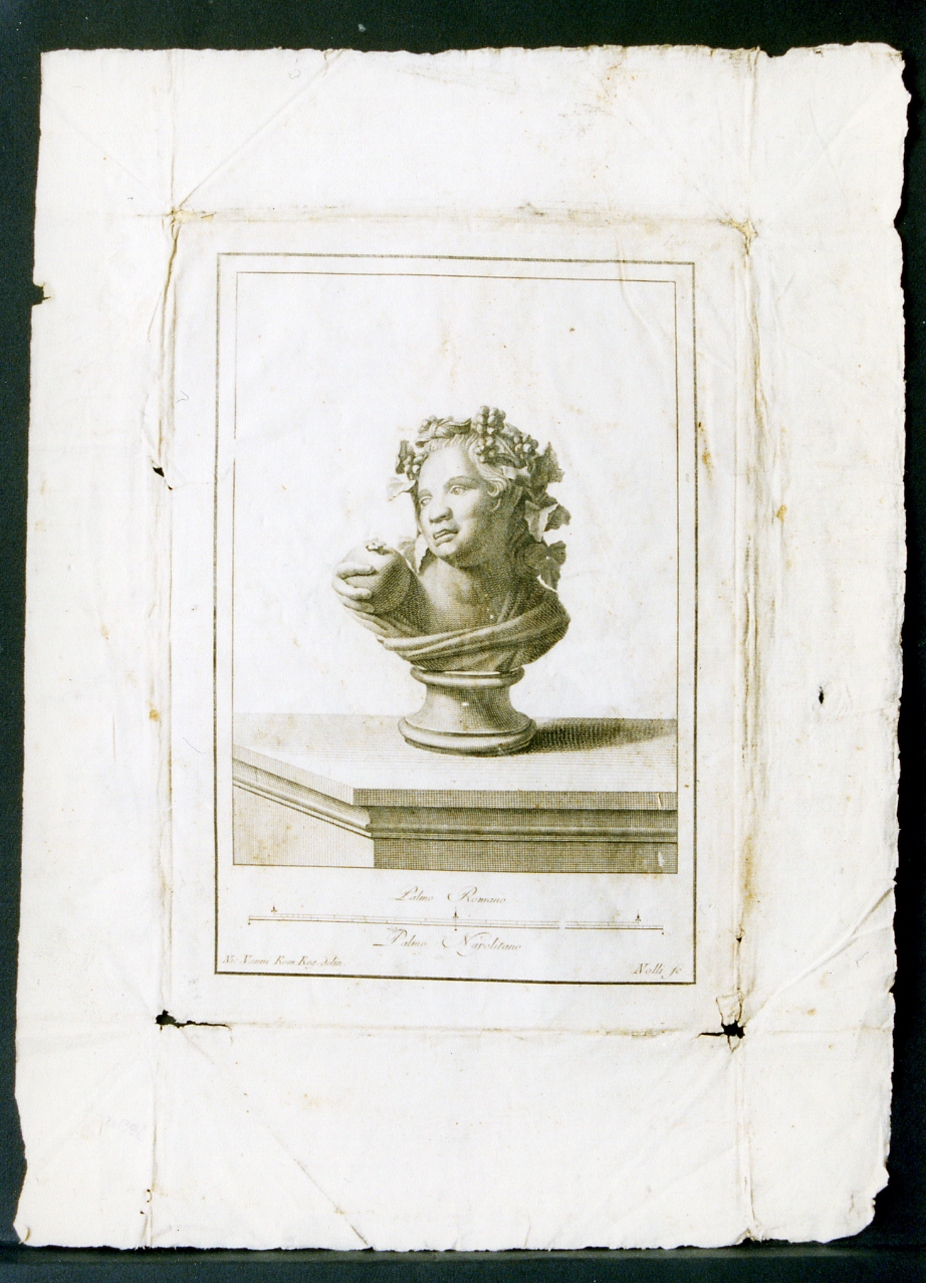 busto di Dioniso fanciullo (stampa) di Vanni Nicola, Nolli Carlo (sec. XVIII)
