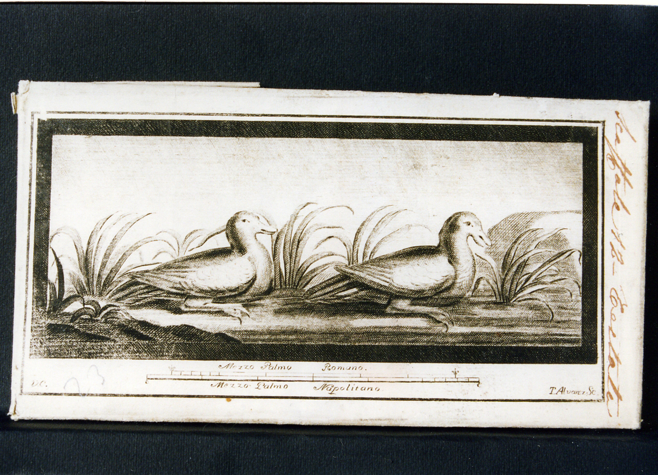 anatre nello stagno (stampa) di Campana Vincenzo, Alvarez Thomas (seconda metà sec. XVIII)