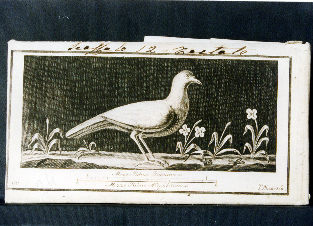 uccello e fiori (stampa controfondata) di Campana Vincenzo, Alvarez Thomas (seconda metà sec. XVIII)