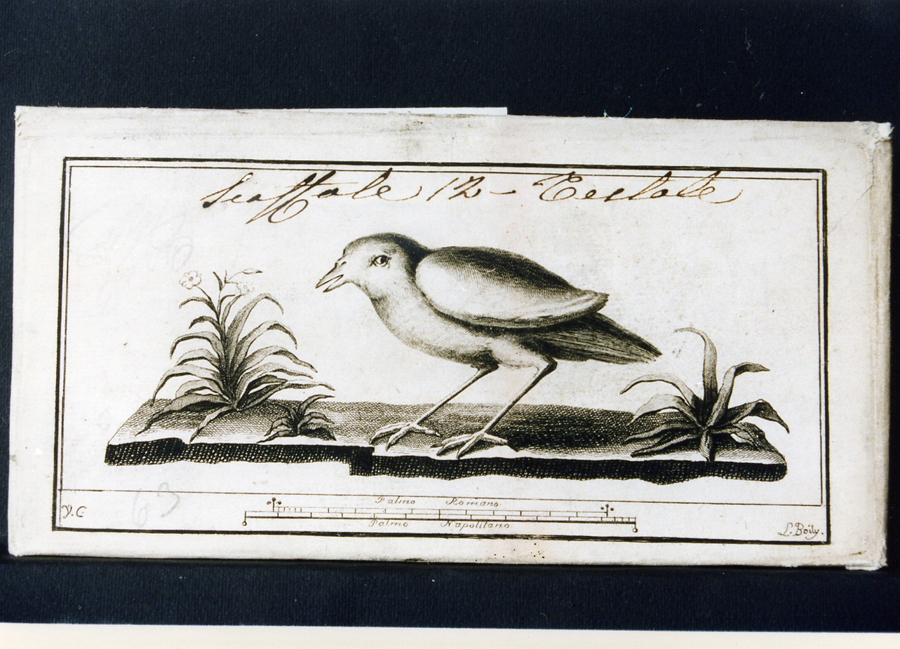 uccello e piante (stampa controfondata) di Campana Vincenzo, Boily Luigi (seconda metà sec. XVIII)