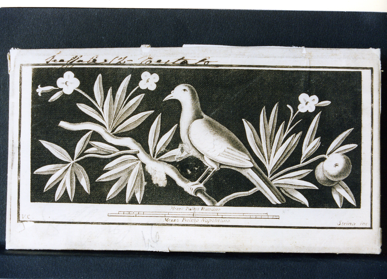 uccello su ramo fiorito (stampa controfondata) di Strina Ferdinando, Campana Vincenzo (sec. XVIII)