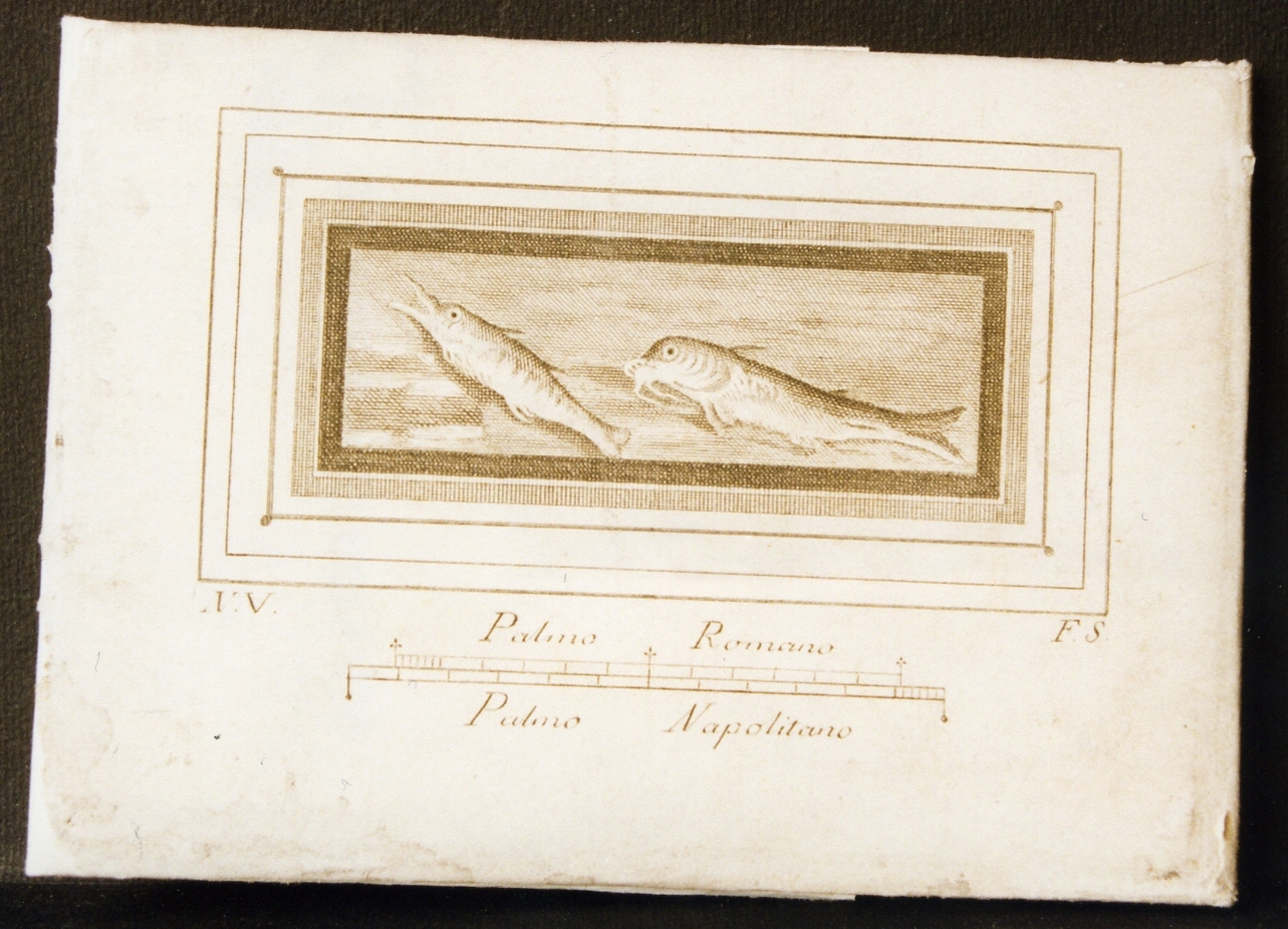 natura morta con pesci (stampa controfondata) di Strina Ferdinando, Vanni Nicola (sec. XVIII)