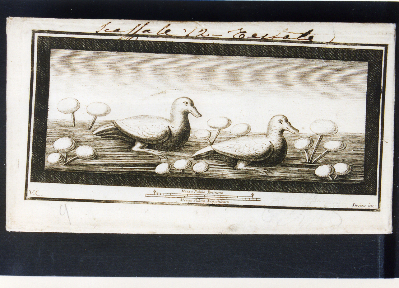 anatre nello stagno (stampa) di Campana Vincenzo, Strina Ferdinando (sec. XVIII)