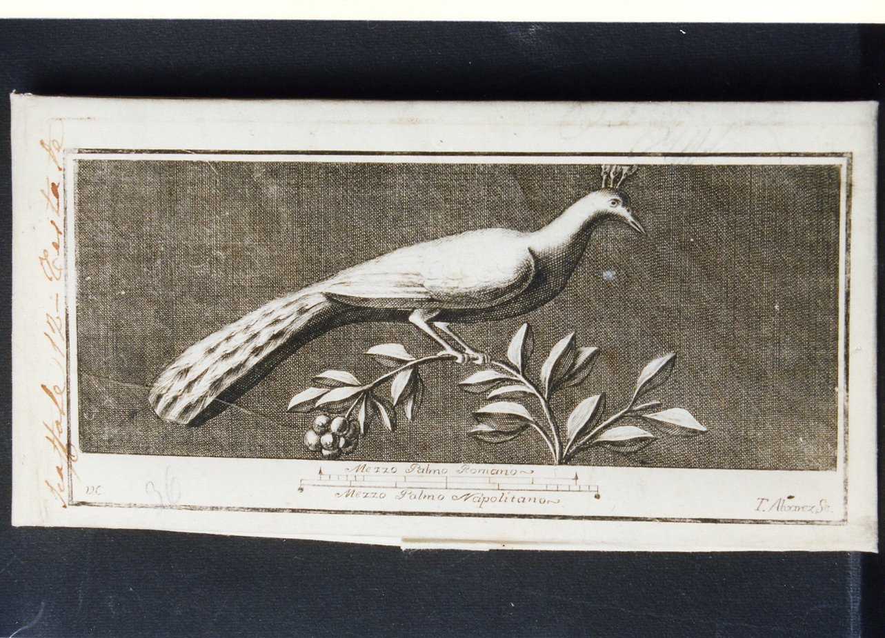 pavone (stampa controfondata) di Campana Vincenzo, Alvarez Thomas (seconda metà sec. XVIII)