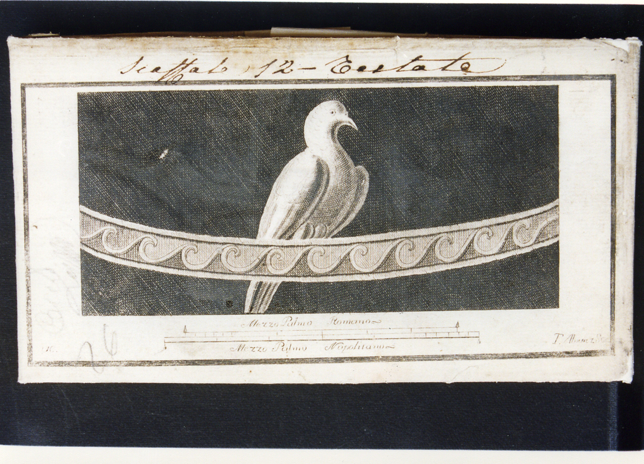motivo decorativo con pappagallo (stampa controfondata) di Campana Vincenzo, Alvarez Thomas (seconda metà sec. XVIII)