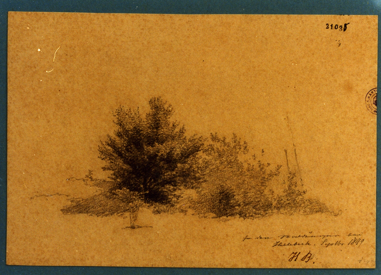 alberi (disegno) di Buntzen Heinrich Christian August (sec. XIX)