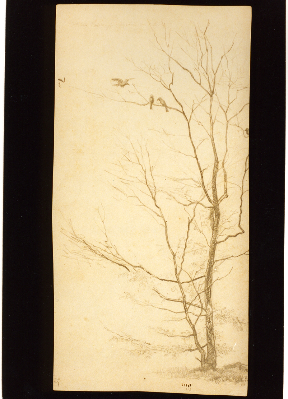 alberi con uccelli (disegno) di Lund Carl Ove Julian (secc. XIX/ XX)