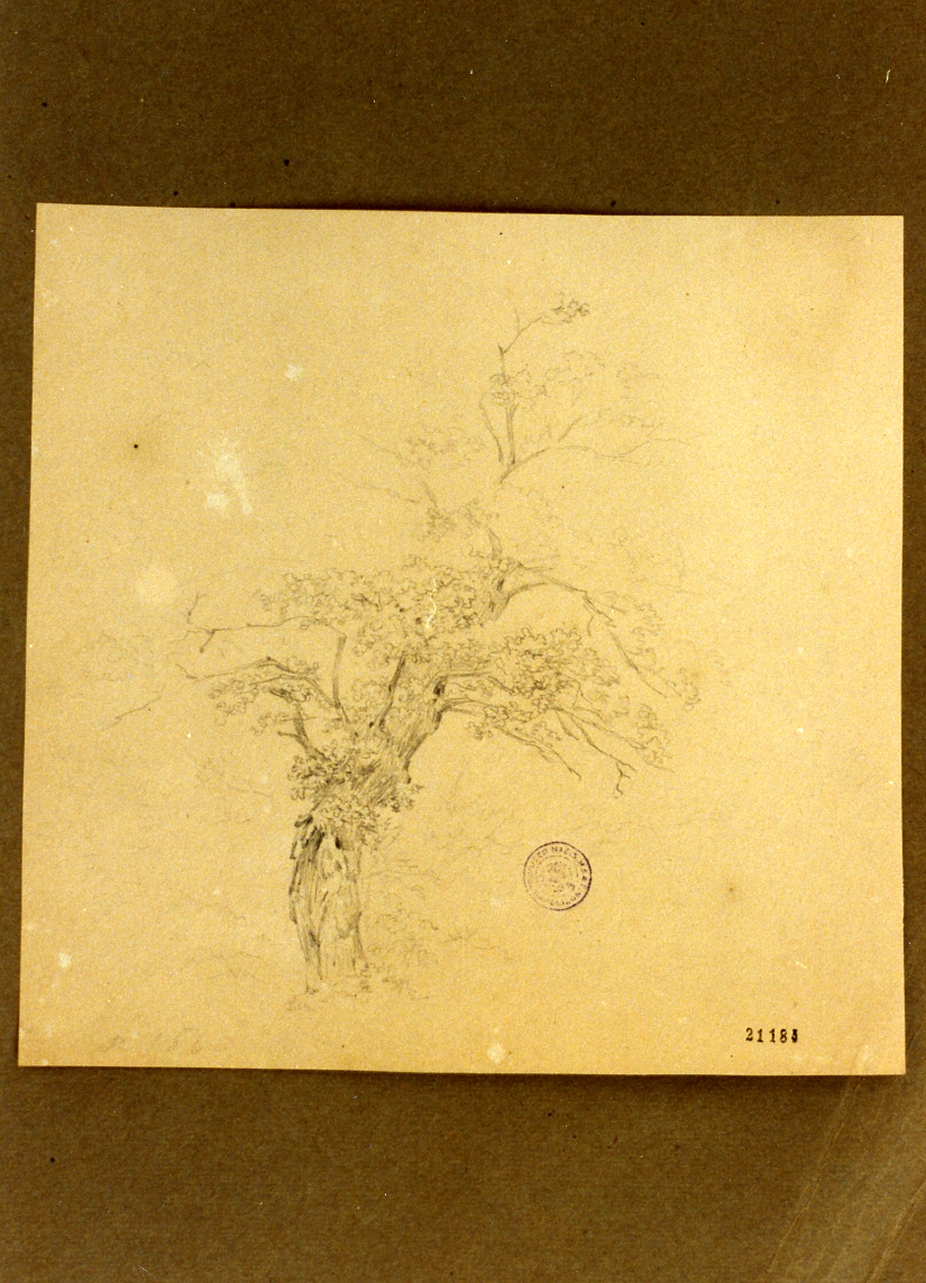 studio di albero (disegno) di Buntzen Heinrich Christian August (sec. XIX)