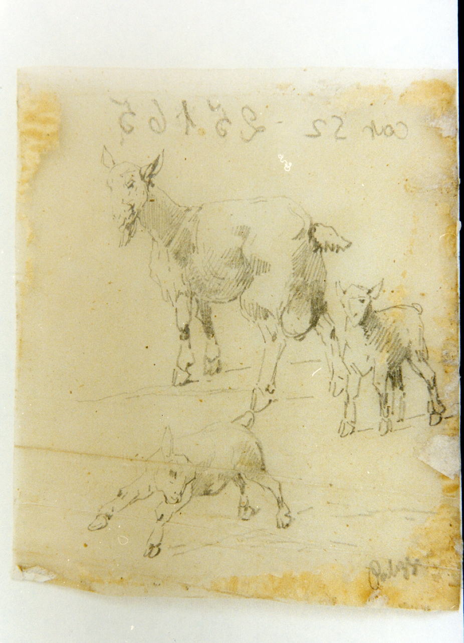 capra e capretti (disegno) di Palizzi Filippo (sec. XIX)