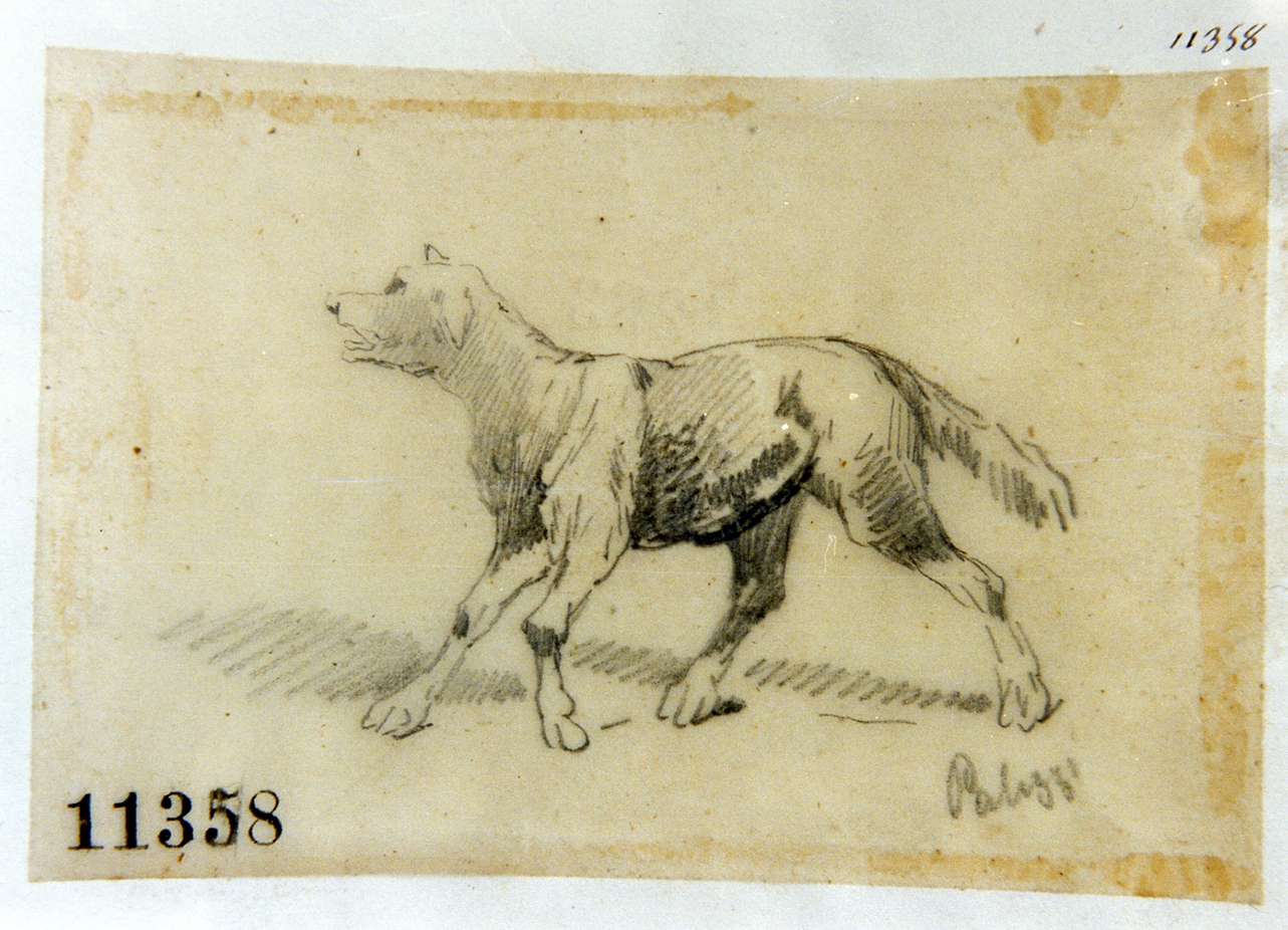 cane (disegno) di Palizzi Filippo (seconda metà sec. XIX)