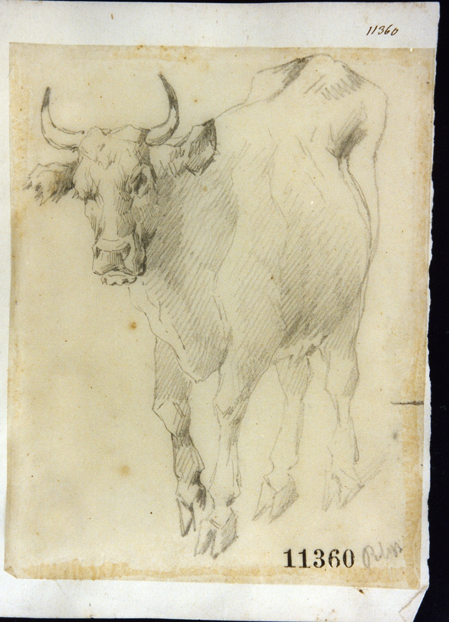 bue (disegno) di Palizzi Filippo (seconda metà sec. XIX)
