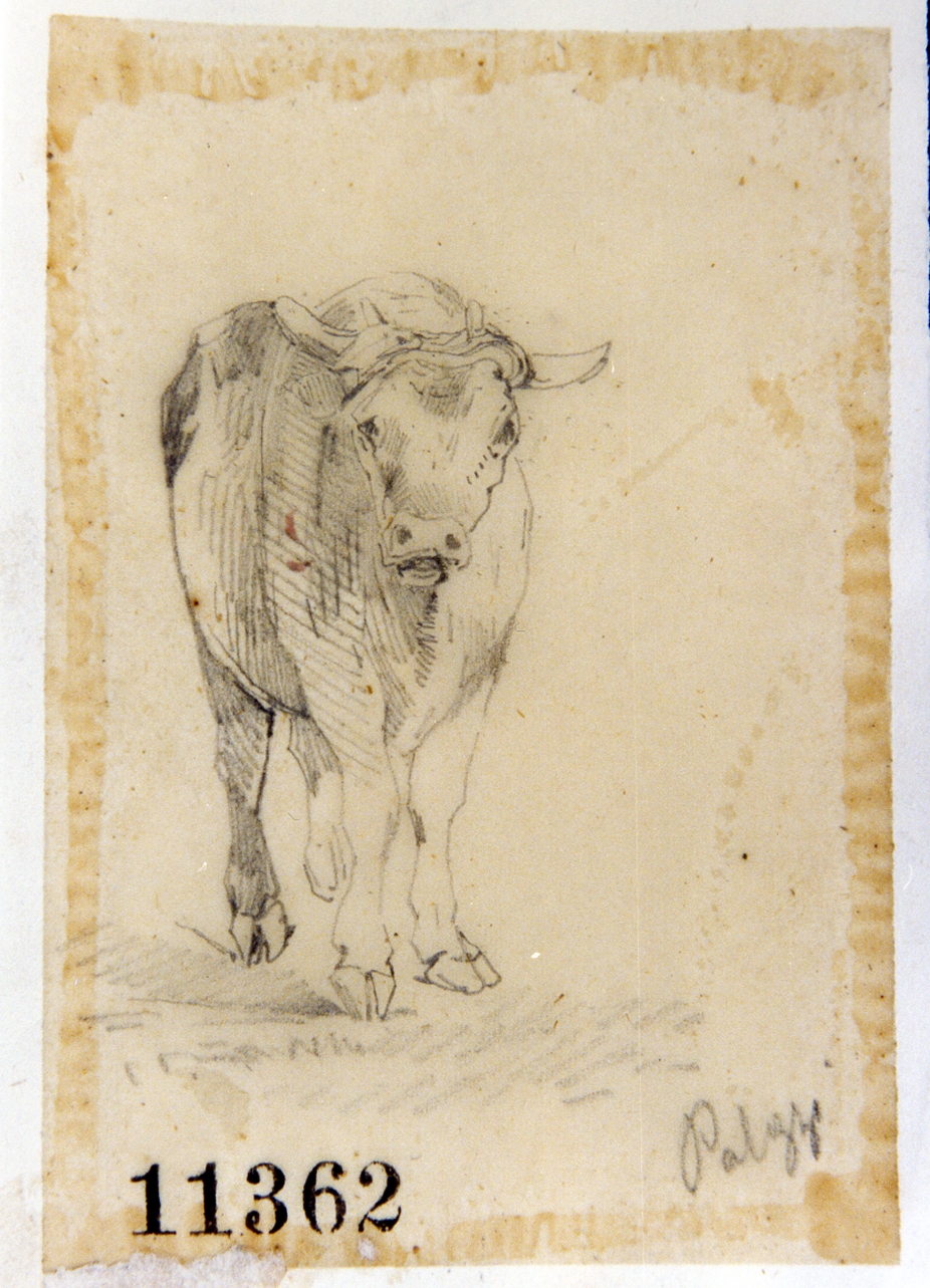 toro (disegno) di Palizzi Filippo (seconda metà sec. XIX)