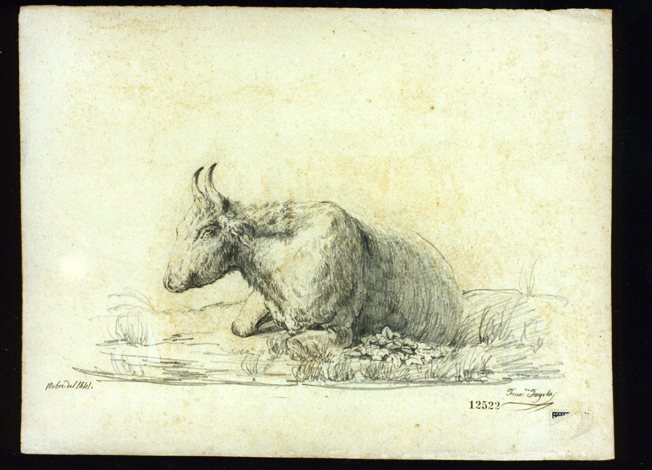 capra accosciata (disegno) di Fergola Francesco (sec. XIX)