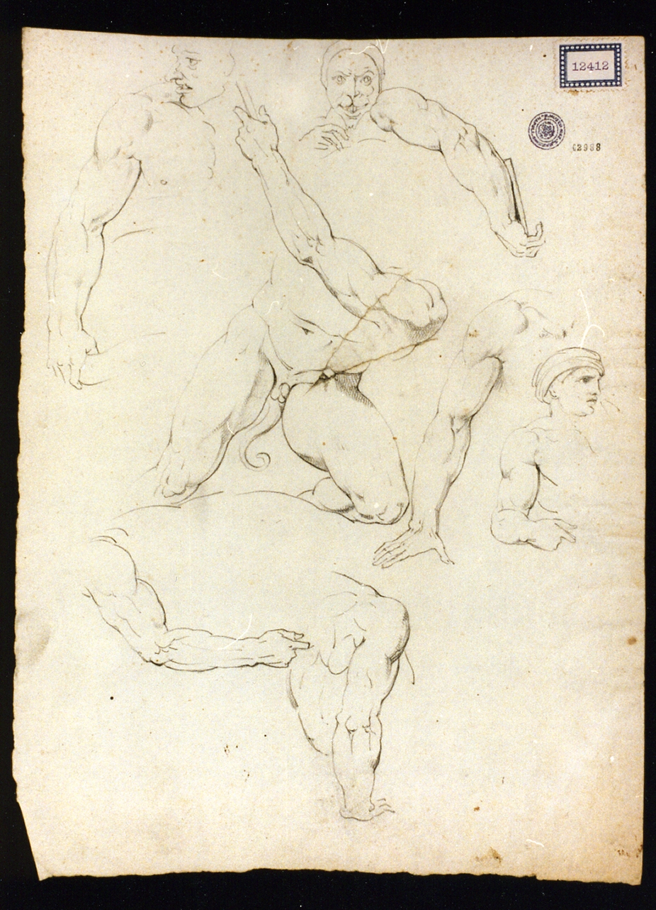 studi di anatomia (disegno) di Cammarano Giuseppe (prima metà sec. XIX)