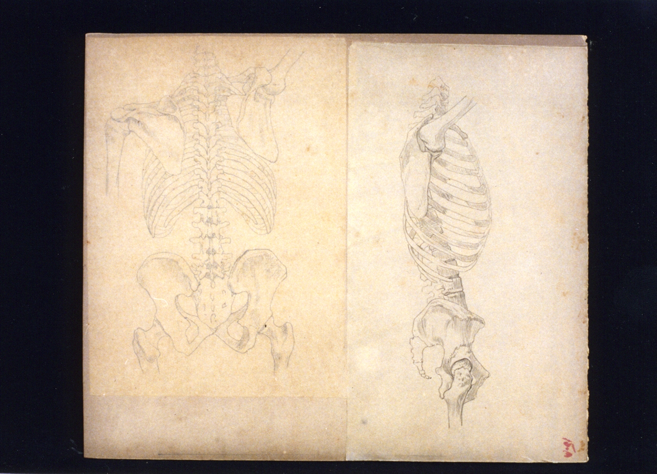 studi di anatomia (disegno) di Vetri Paolo (secc. XIX/ XX)