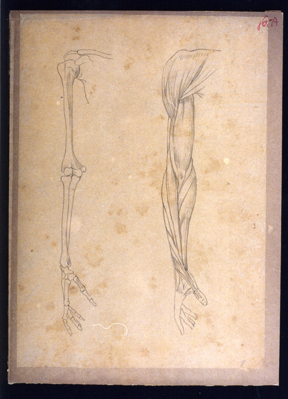 studi di anatomia (disegno) di Vetri Paolo (secc. XIX/ XX)