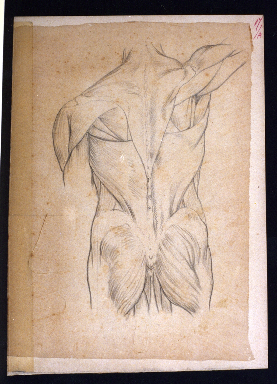 studi di anatomia (disegno) di Vetri Paolo (secc. XIX/ XX)