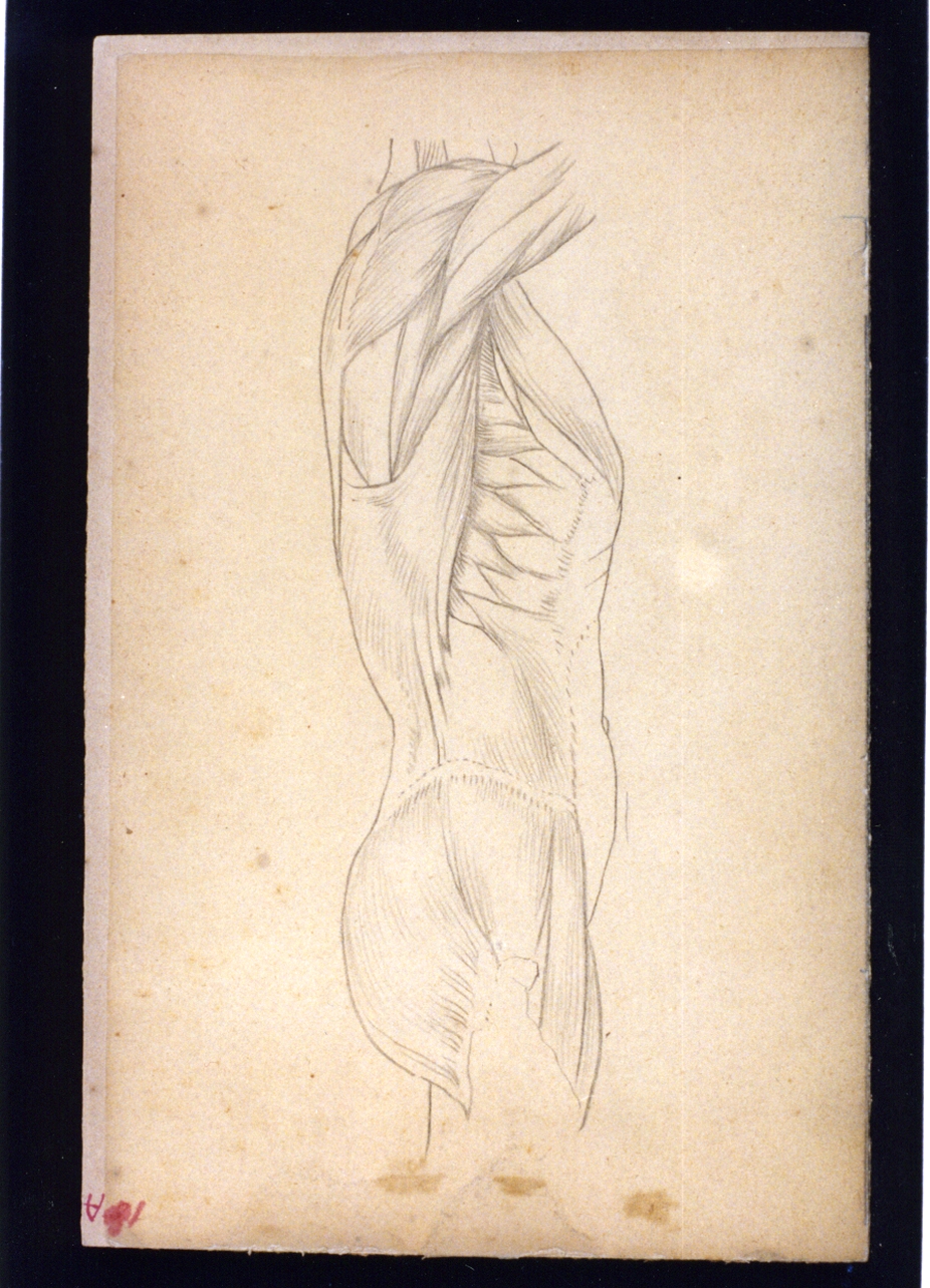 studi di anatomia (disegno) di Vetri Paolo (secc. XIX/ XX)