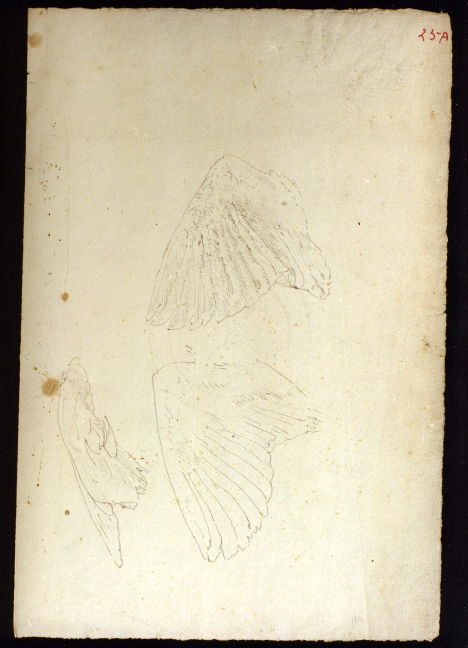 studi di ali (disegno) di Vetri Paolo (secc. XIX/ XX)