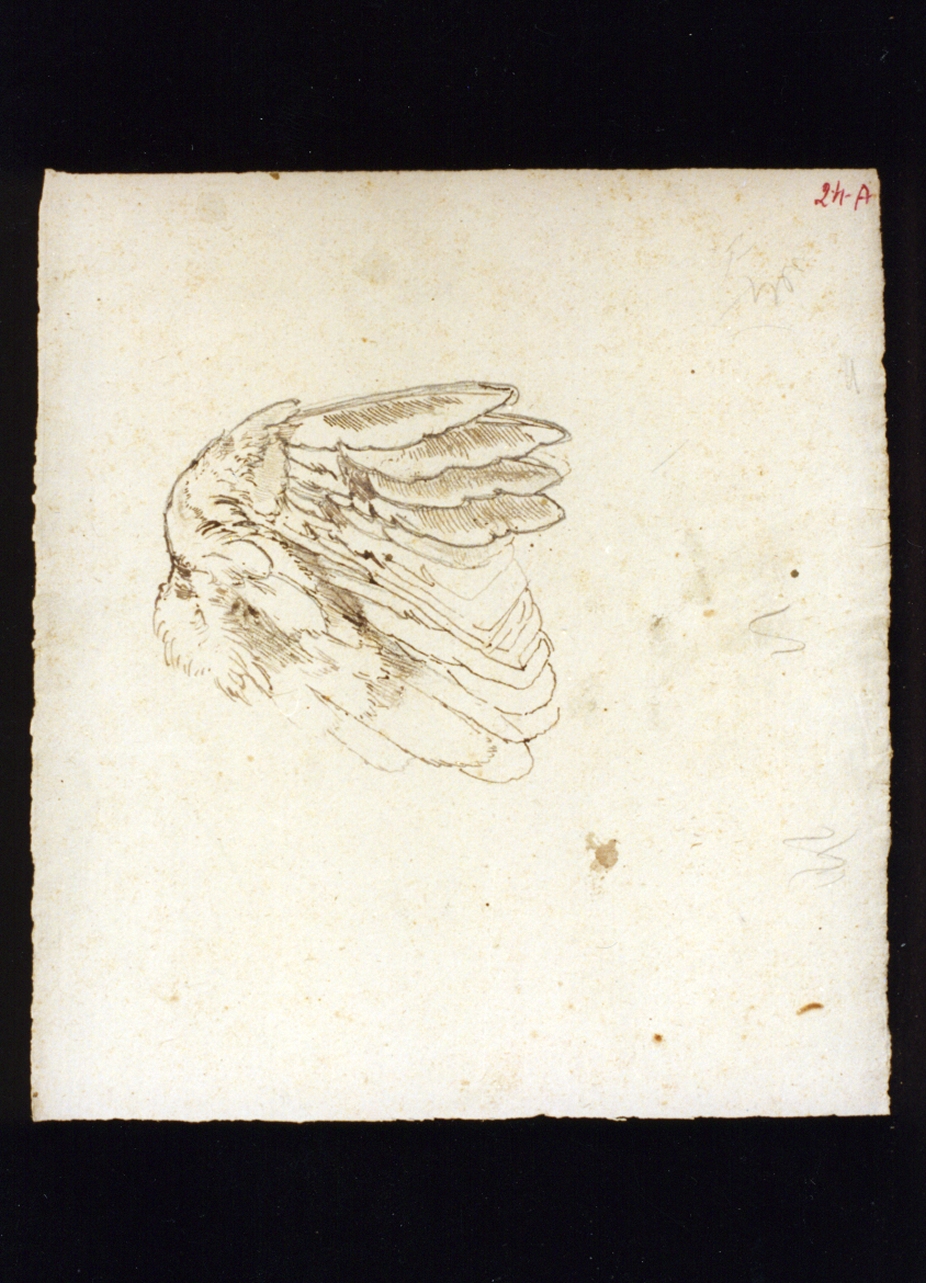studi di ali (disegno) di Vetri Paolo (secc. XIX/ XX)