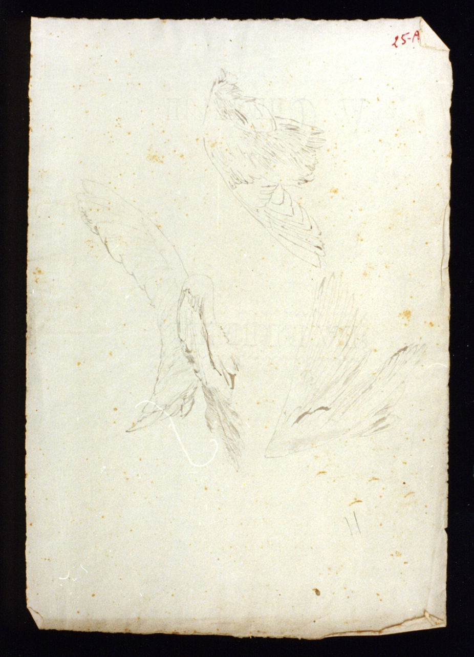 studi di ali (disegno) di Vetri Paolo (secc. XIX/ XX)