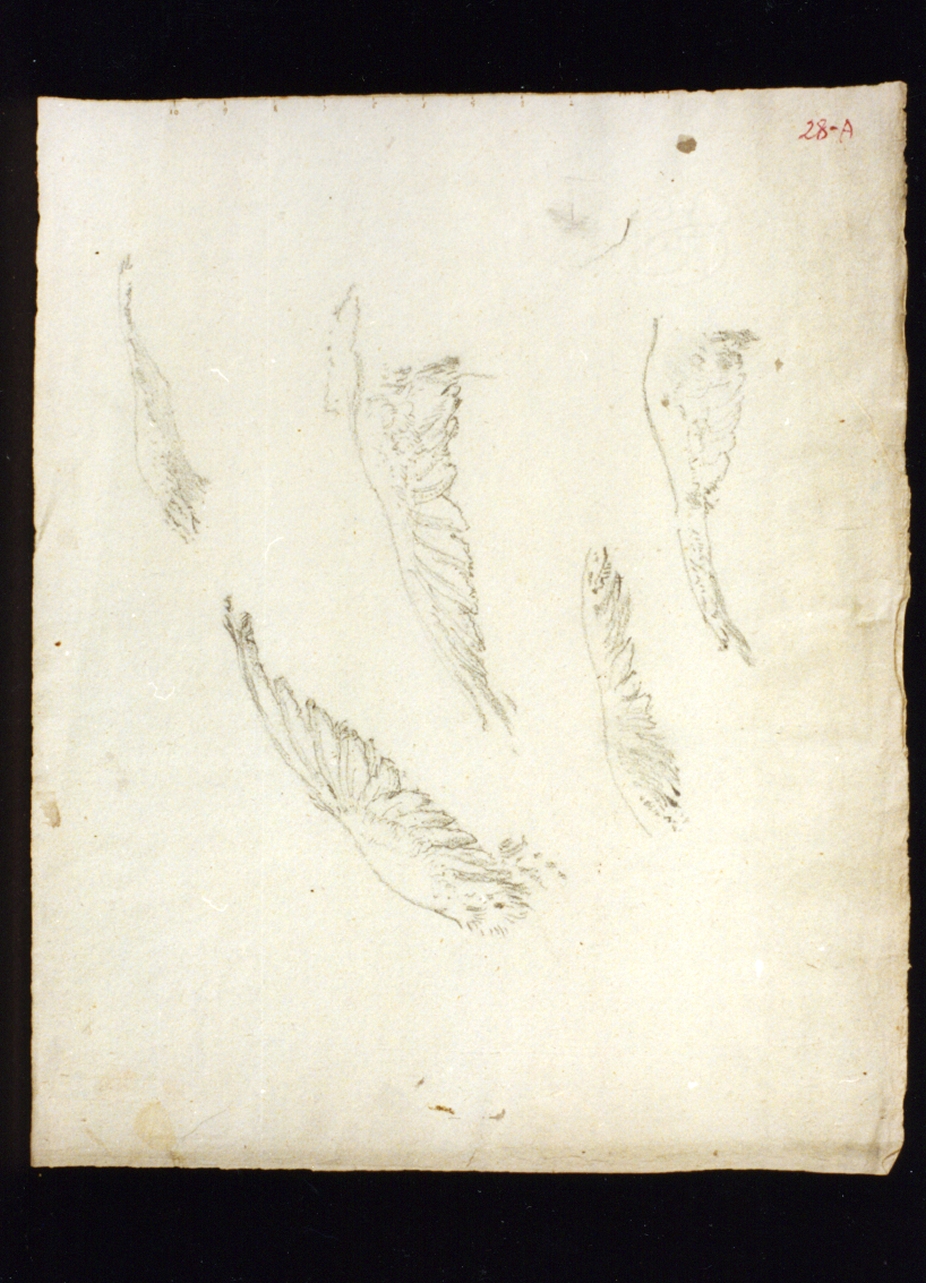 studi di ali (disegno) di Vetri Paolo (secc. XIX/ XX)