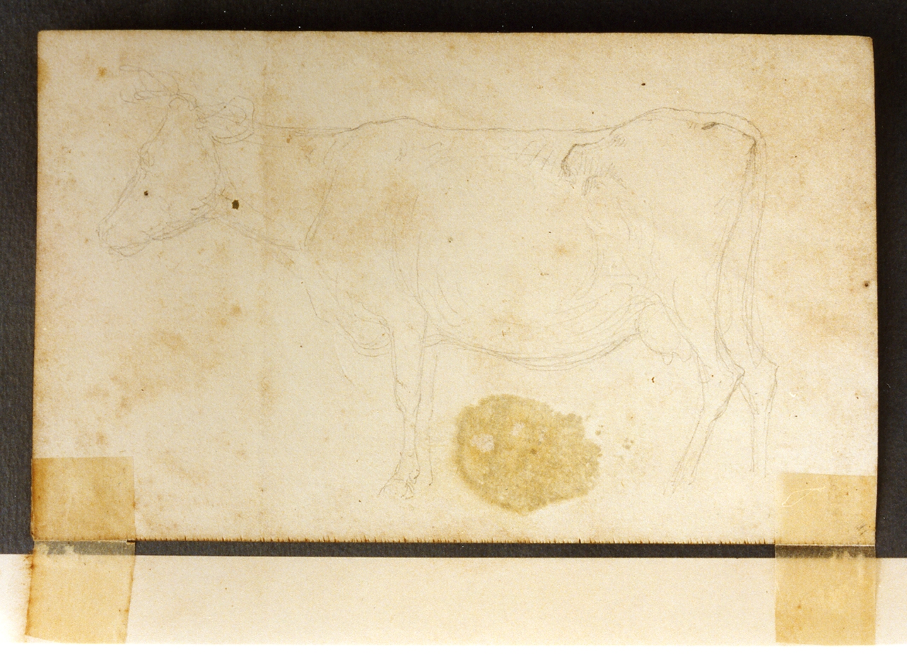mucca (disegno) di Aagaard Carl Frederik (sec. XIX)