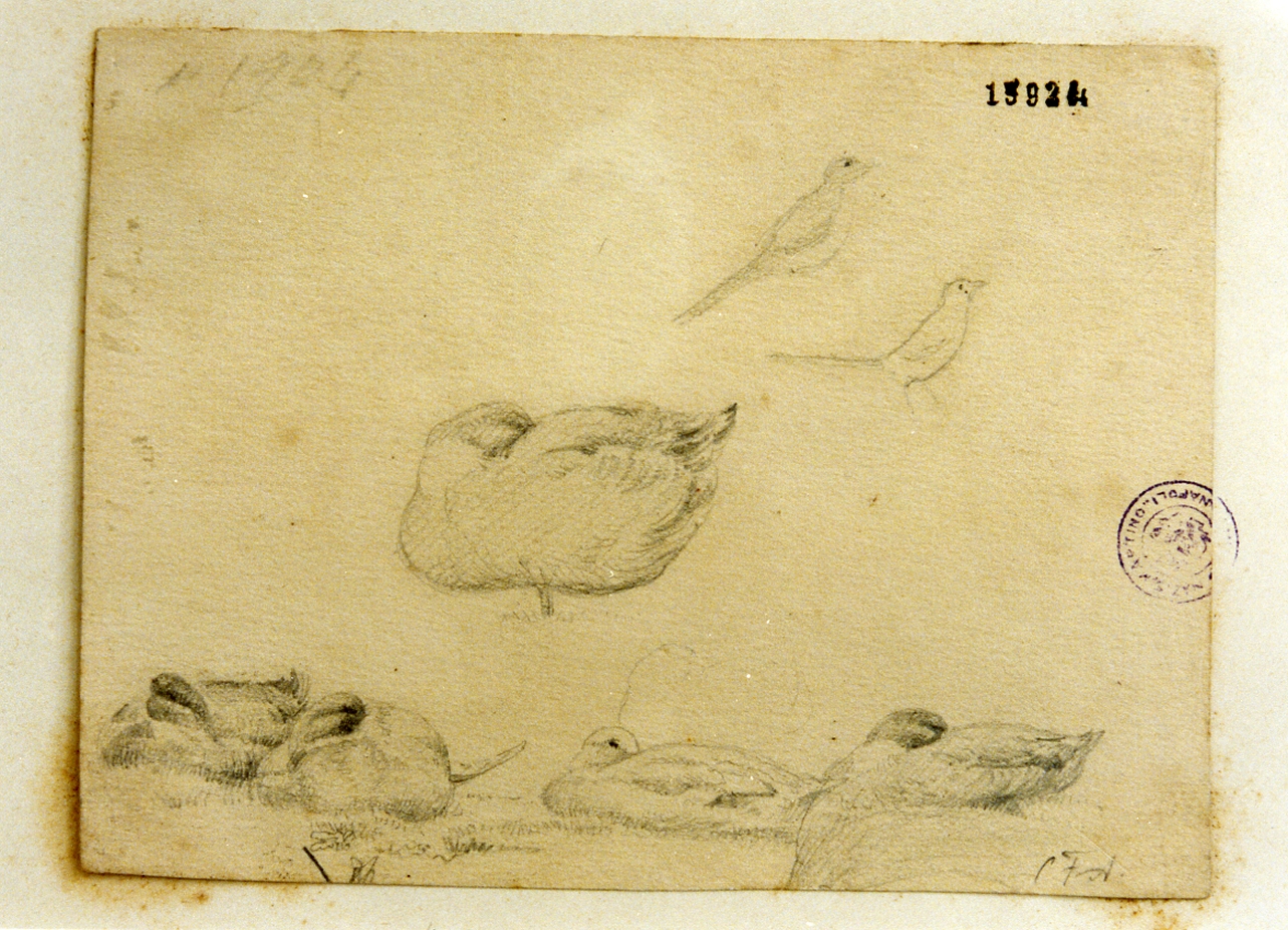 studi di uccelli e anatre (disegno) di Aagaard Carl Frederik (sec. XIX)