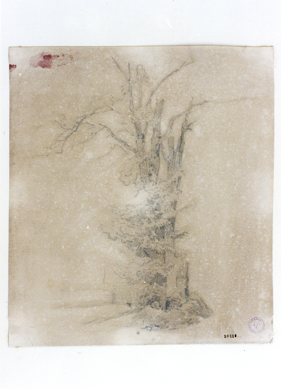 studio di albero (disegno) di Grove Nordahl (sec. XIX)