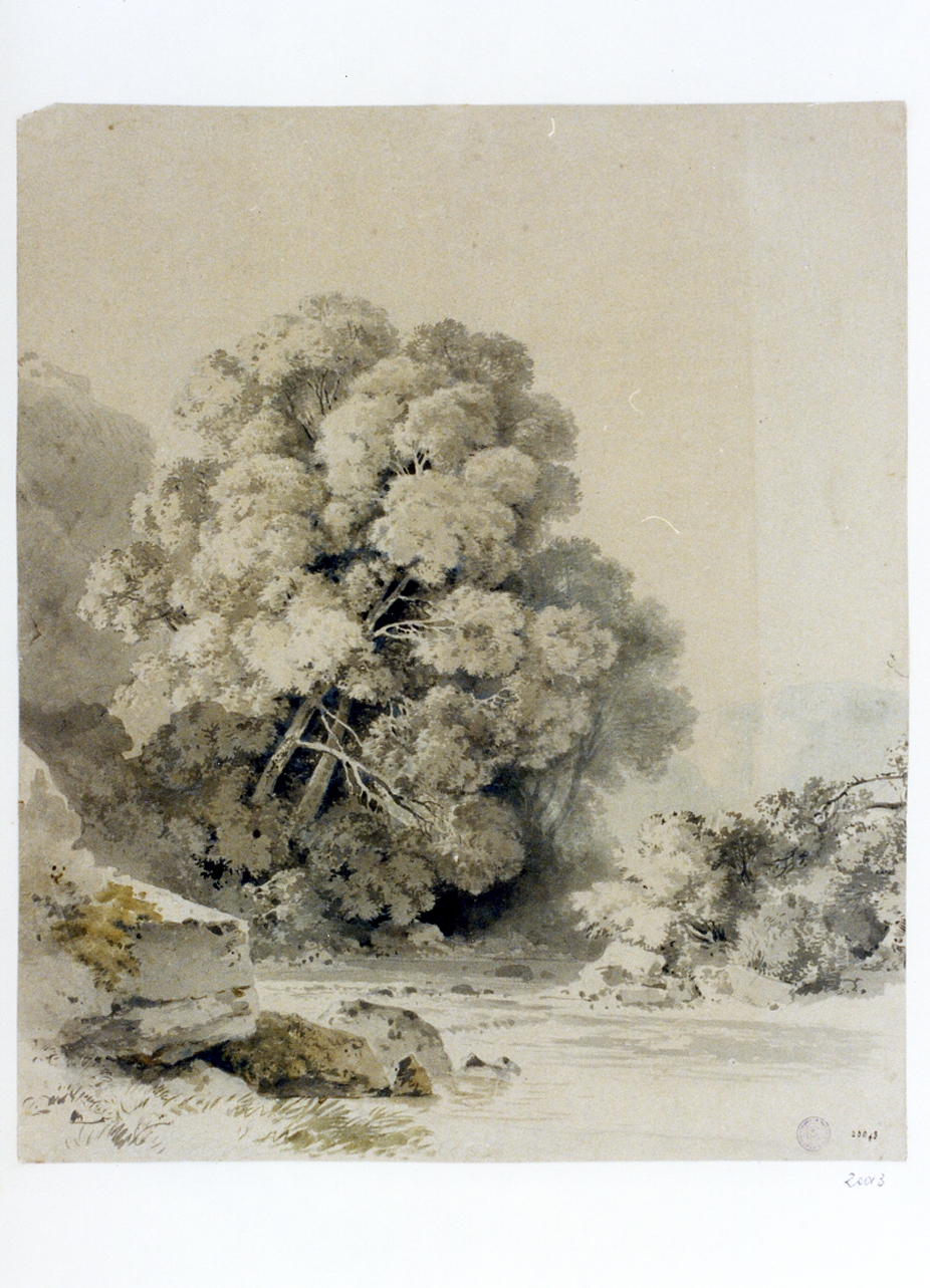 studio di alberi (disegno) di Grove Nordahl (sec. XIX)