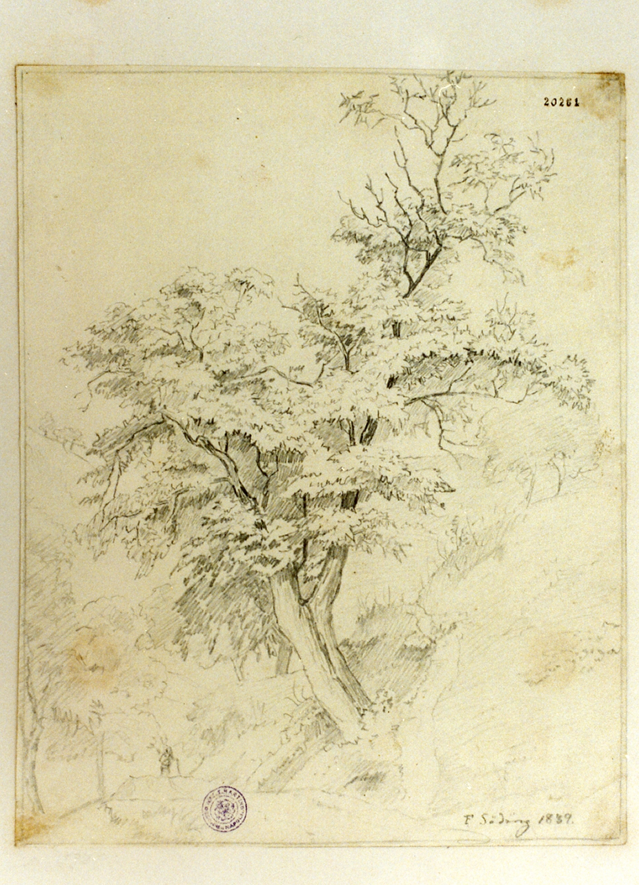 studio di albero (disegno) di Sodring Frederik Hansen (sec. XIX)