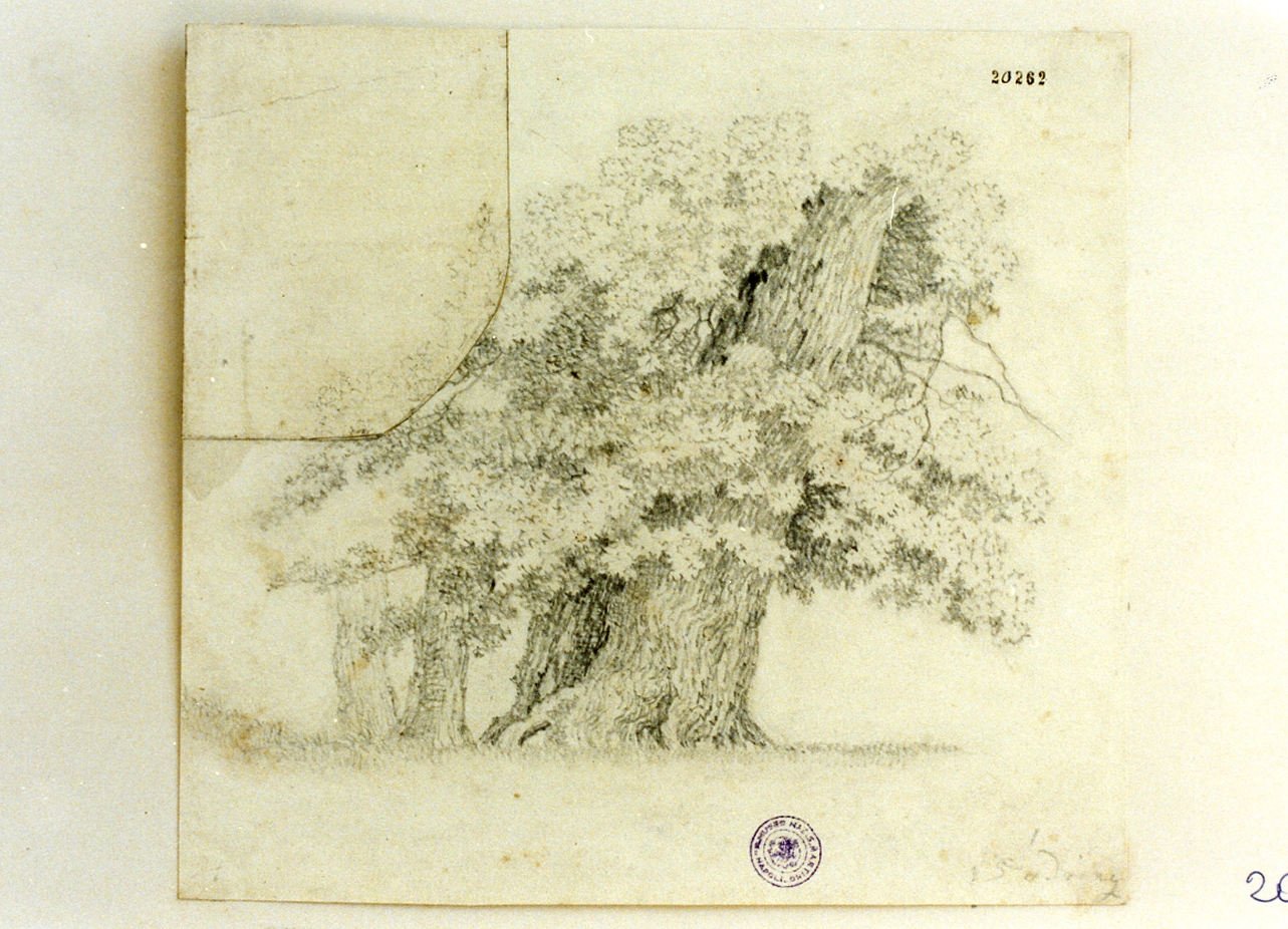 studio di alberi (disegno) di Sodring Frederik Hansen (sec. XIX)