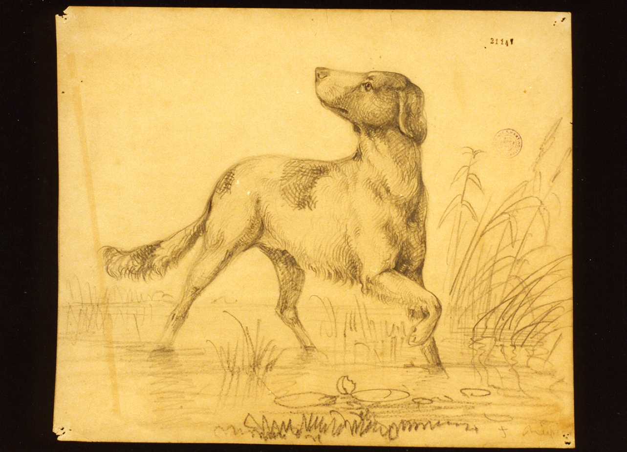 studio di cane (disegno) - ambito danese (metà sec. XIX)