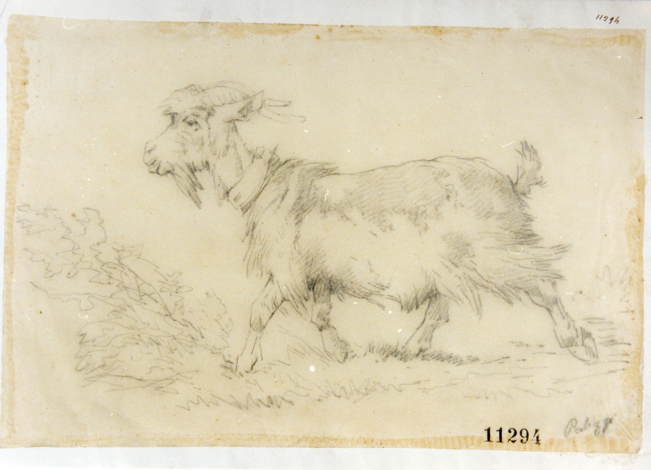capra (disegno) di Palizzi Filippo (seconda metà sec. XIX)