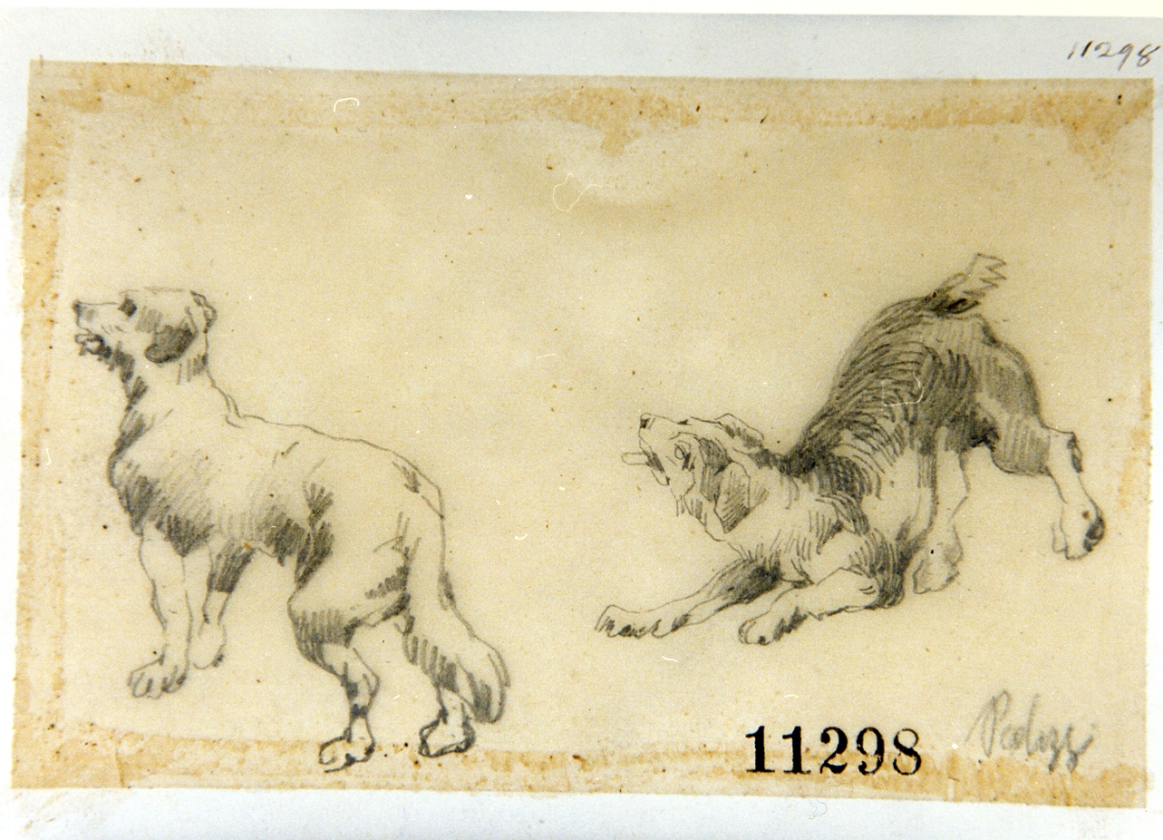 studio di cane (disegno) di Palizzi Filippo (seconda metà sec. XIX)