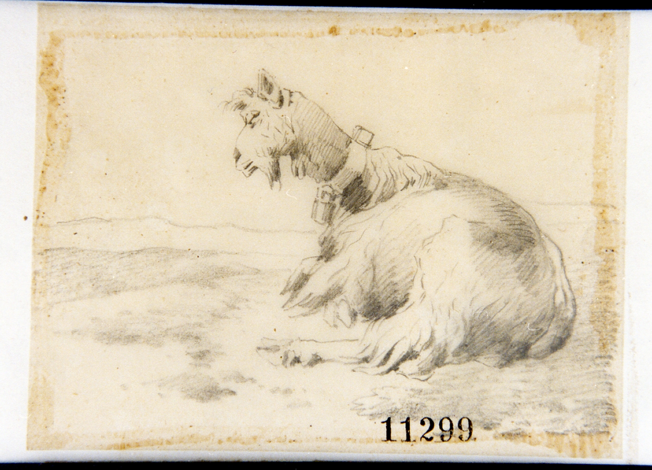 studio di capra (disegno) di Palizzi Filippo (seconda metà sec. XIX)