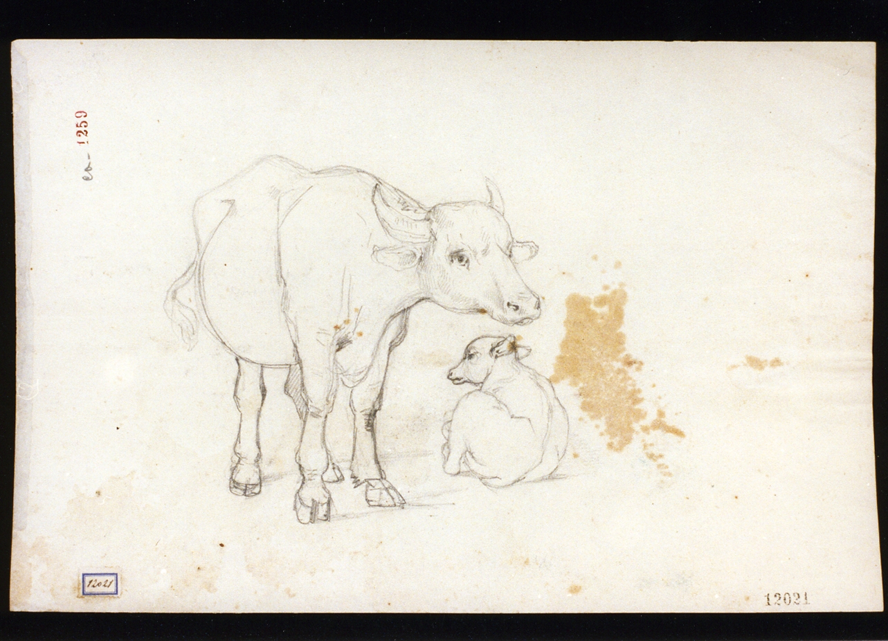 bufala e vitello (disegno) di Duclère Teodoro (seconda metà sec. XIX)