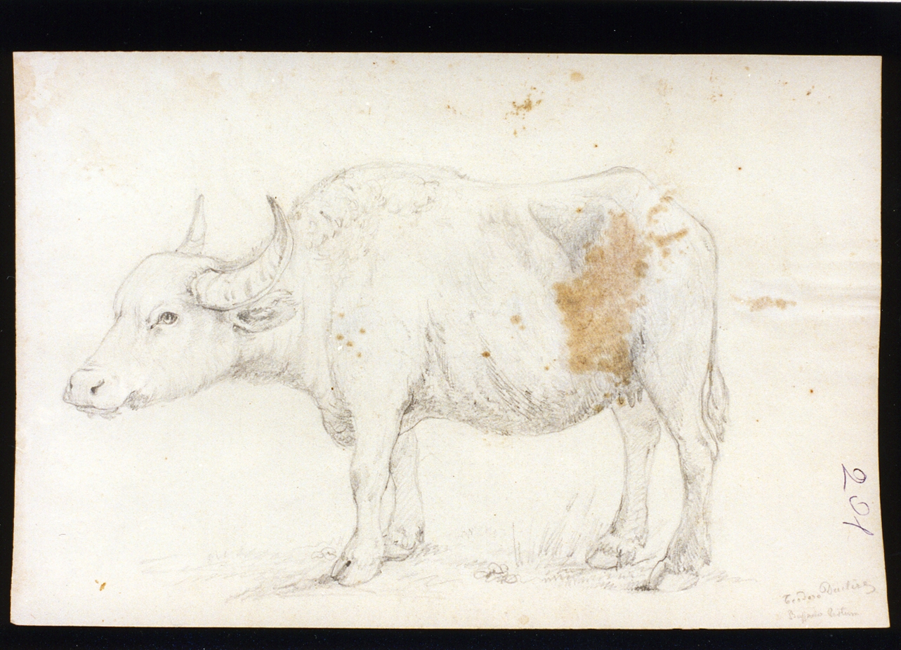 bufala (disegno) di Duclère Teodoro (sec. XIX)